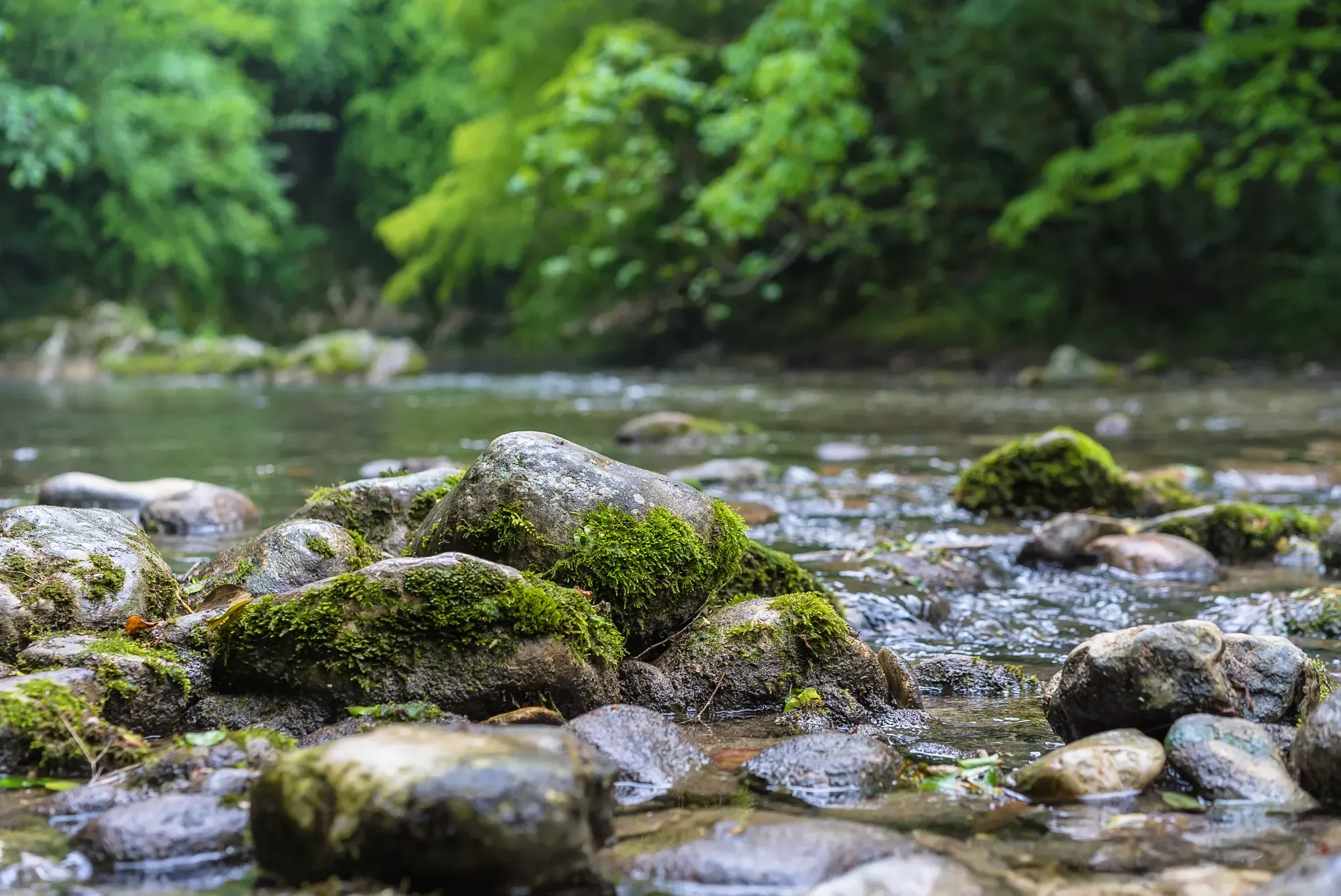 Agua clara fluye sobre piedras cubiertas de musgo en un bosque
