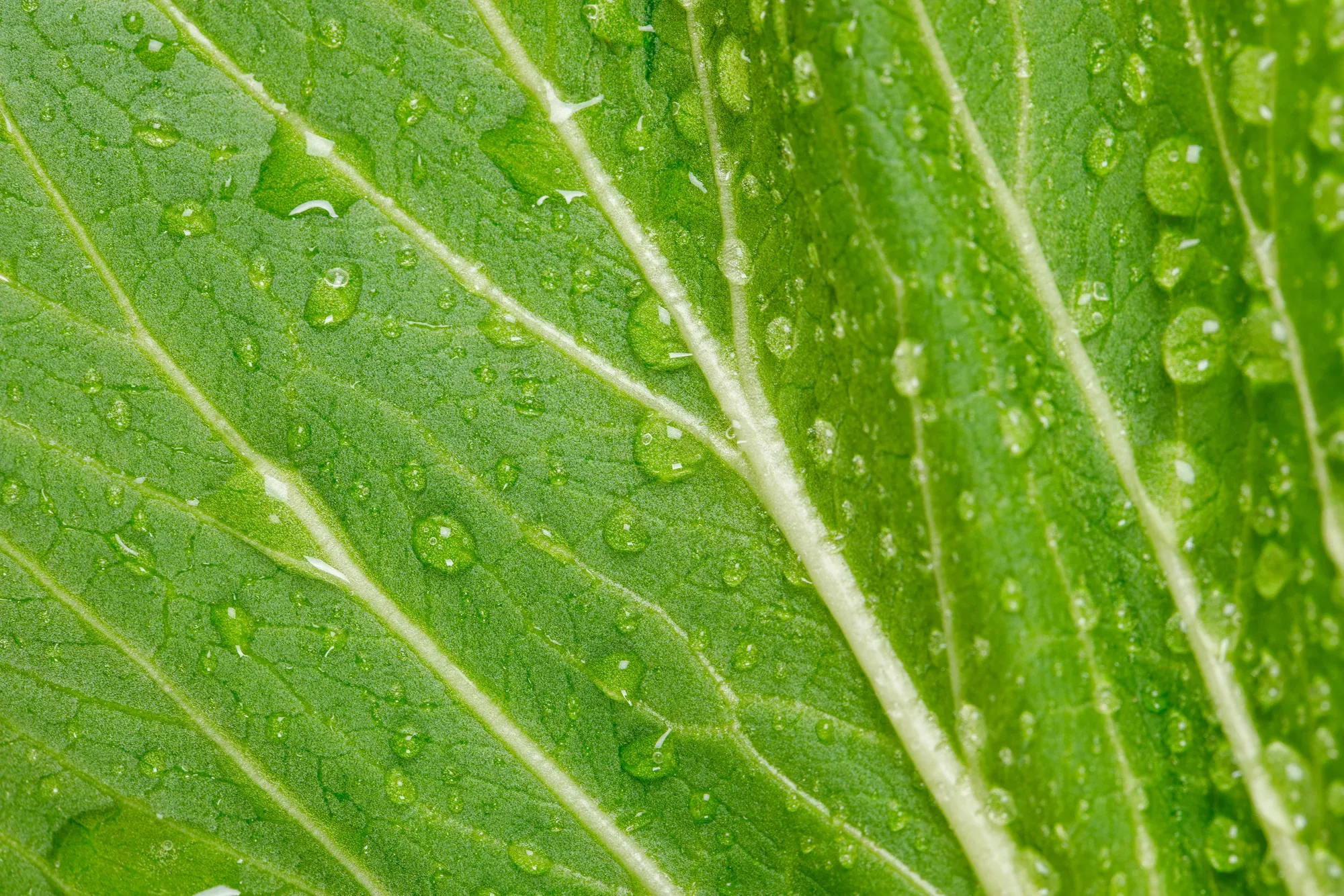 Hoja verde con gotas de agua en primer plano